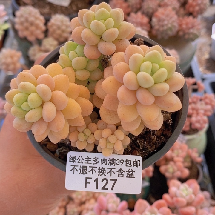 洛可可6cm127多肉植物