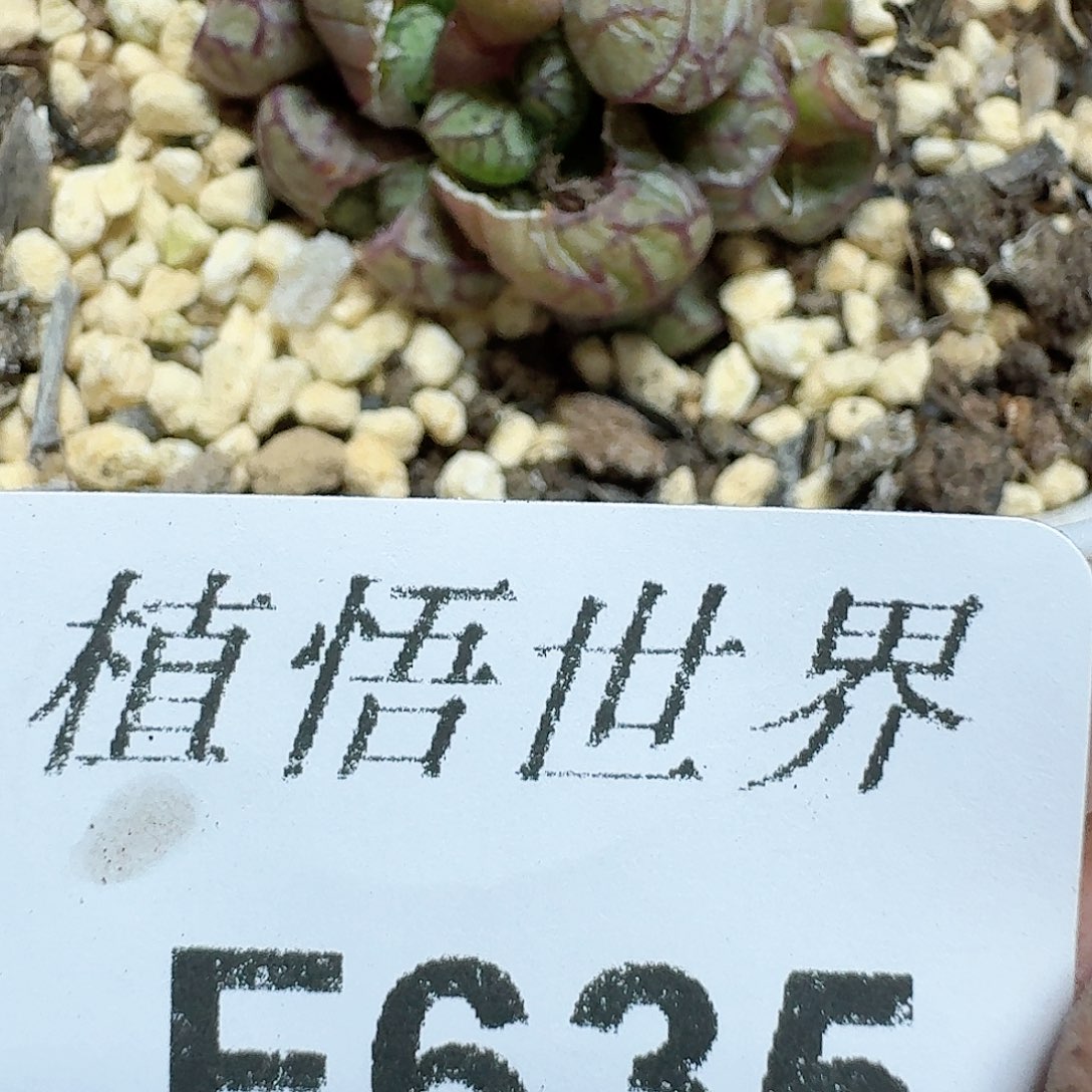 635号的润泽多肉植物哇