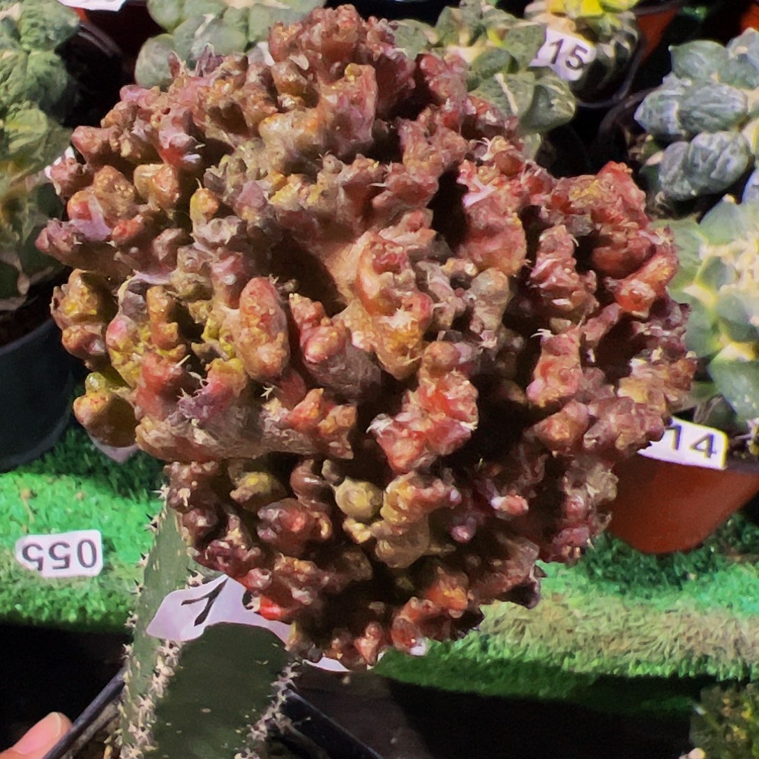 无花朵福利牡丹石化162