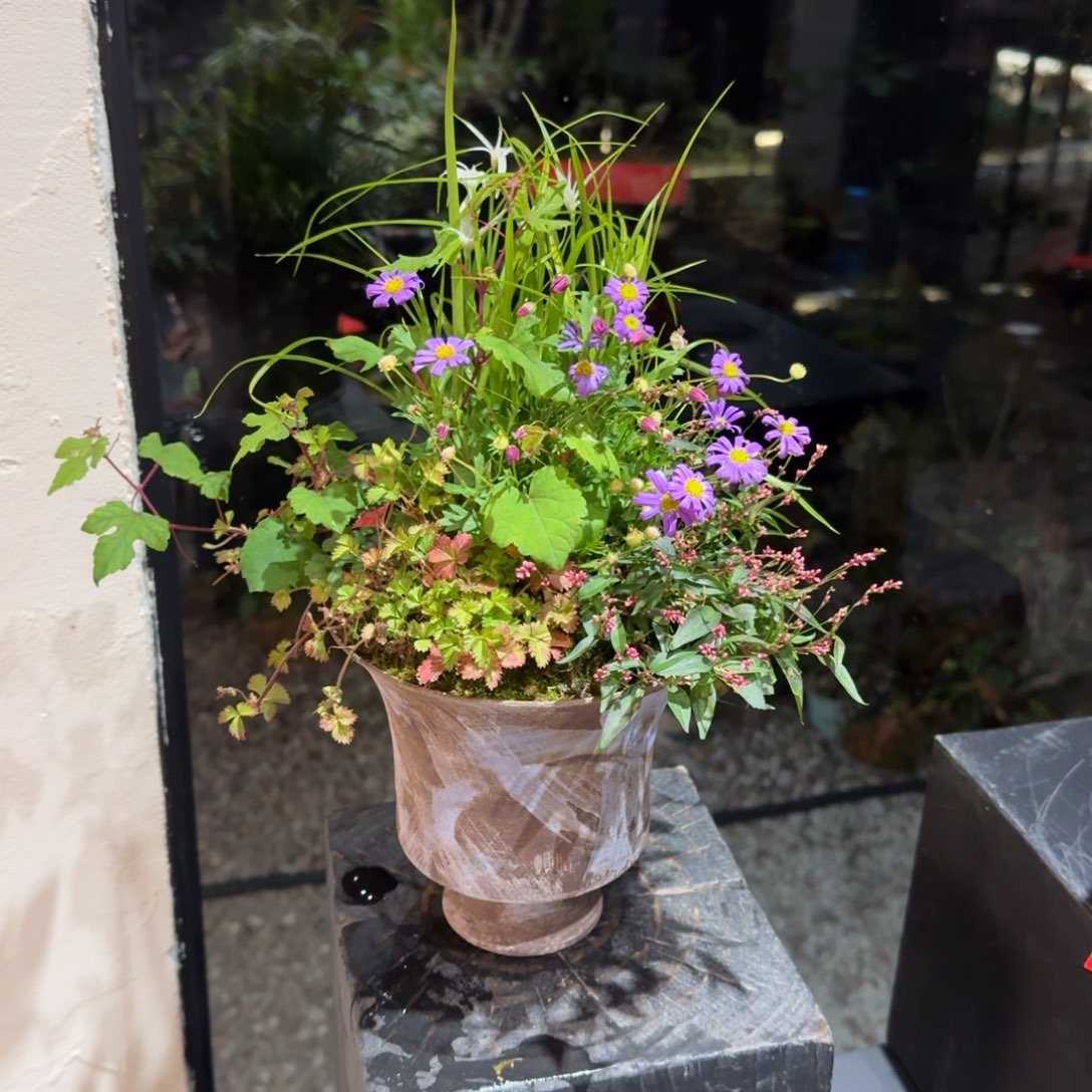 全部花朵山野草手作盆