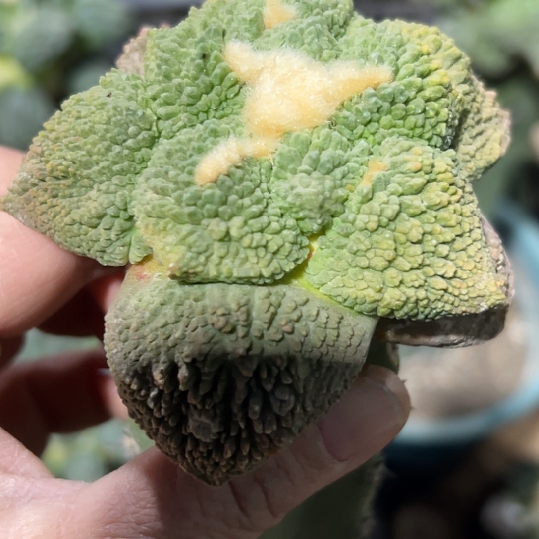 完全开放福利绣普细密尤哥斯拉牡丹550