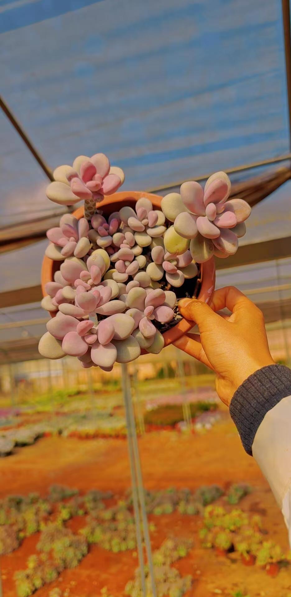 桃蛋多肉植物（脱土发货）