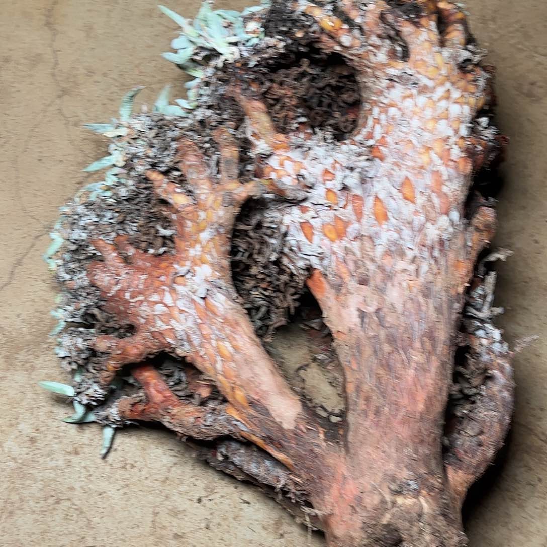 2438瑕疵雪花多肉