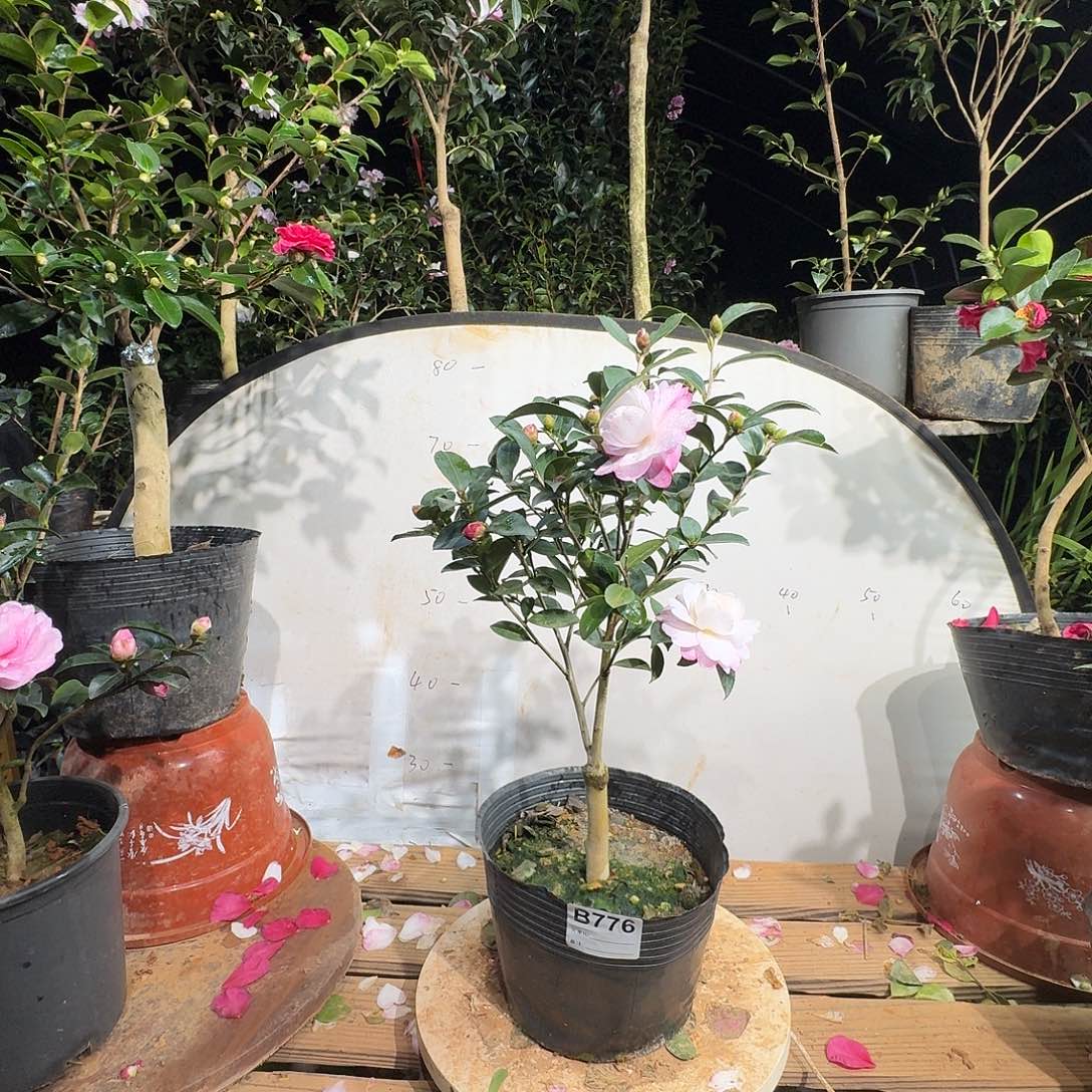 无花朵776英八45茶梅