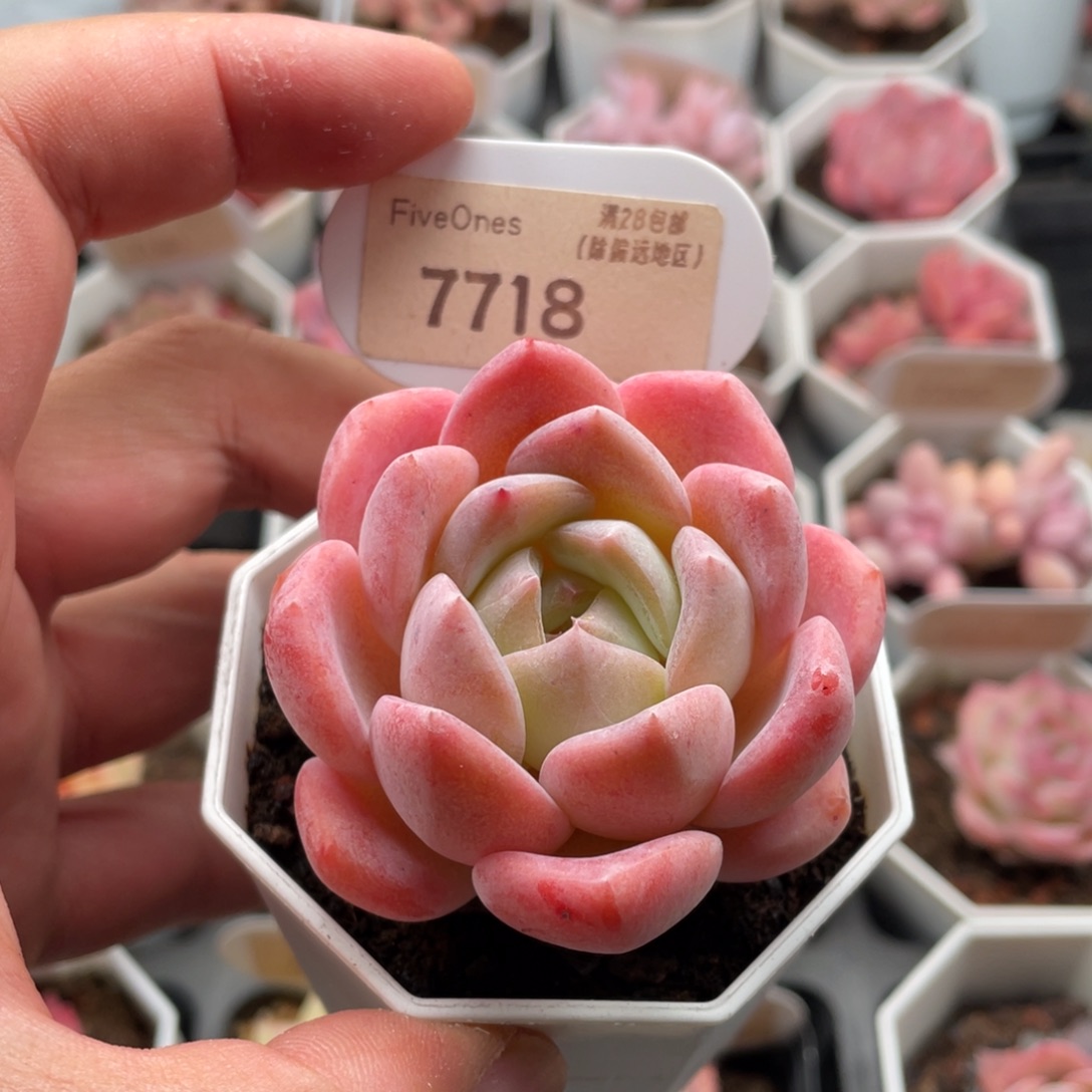 L***U心心糖7718-6厘米