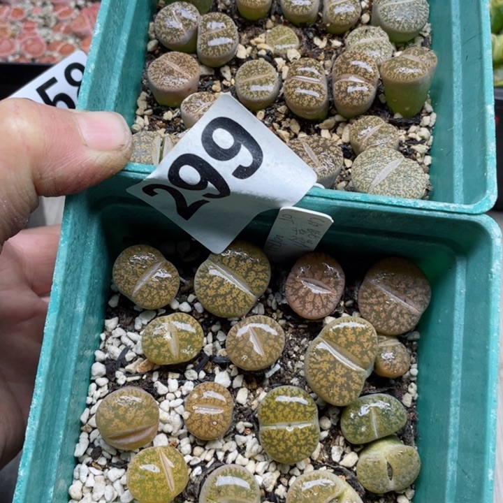 299两盆勋章带盆