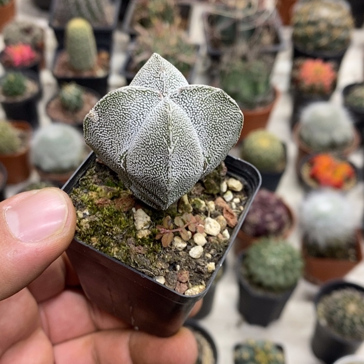 实生恩塚特价福利