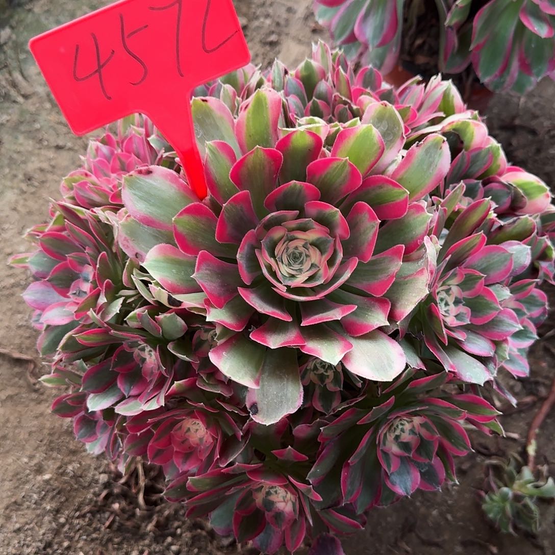 4572女郎多肉法师