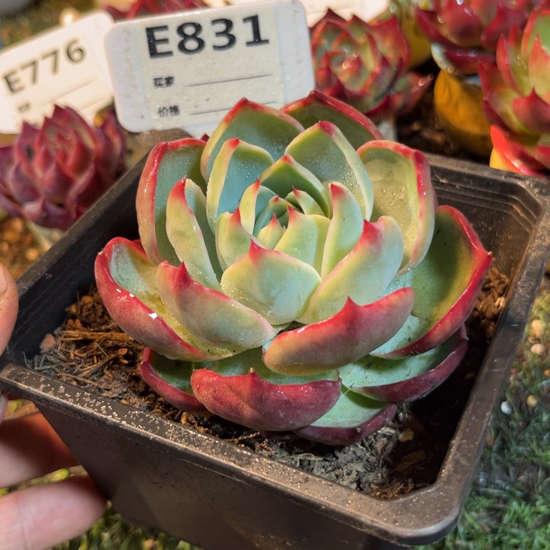 惊鸿一瞥831号多肉