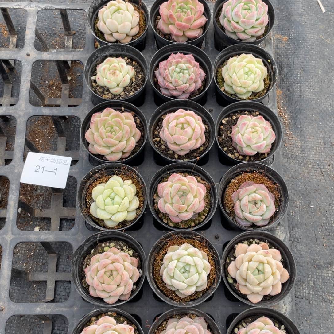 一物一拍18颗21-1