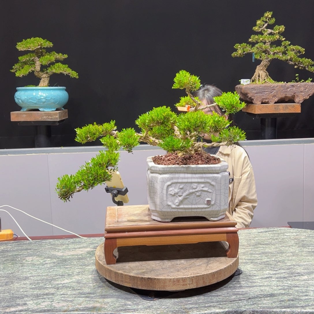 黄杨盆景老桩四季常青