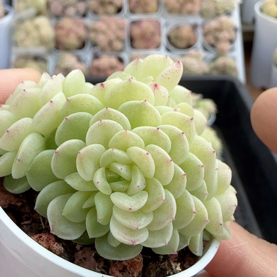 【闪购商品】0213-44花朵优选麦杆