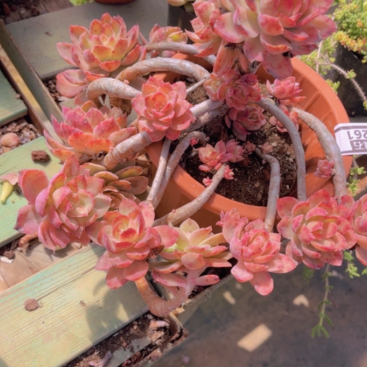 【闪购商品】丝绸2261