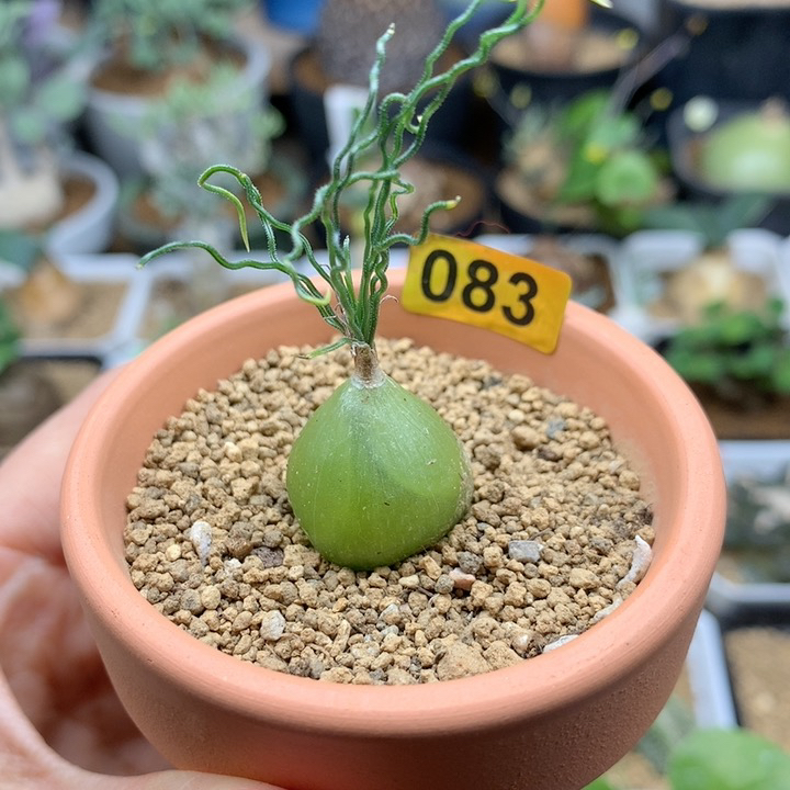 泰迪海葱母本带盆多肉