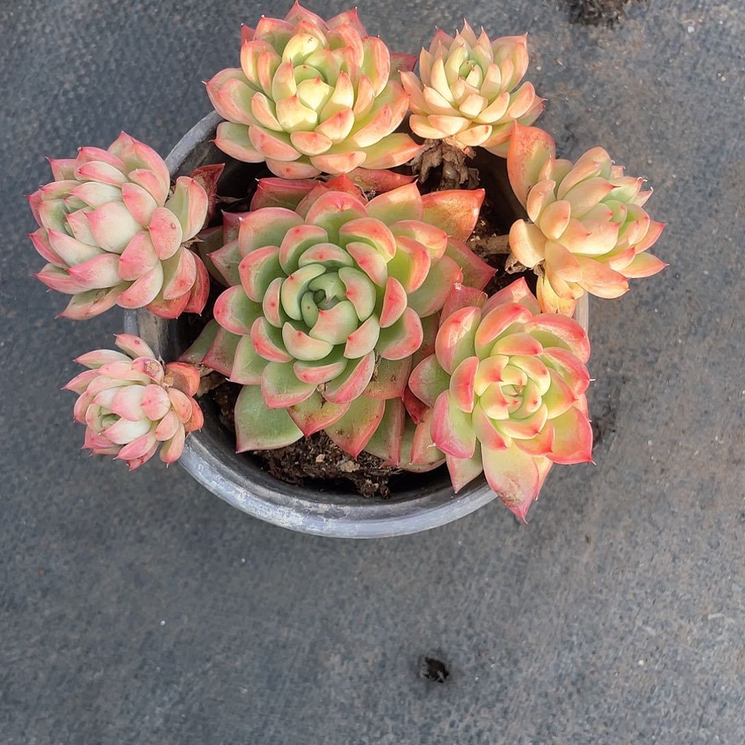 句*”佛罗瑞安娜整群带盆发货