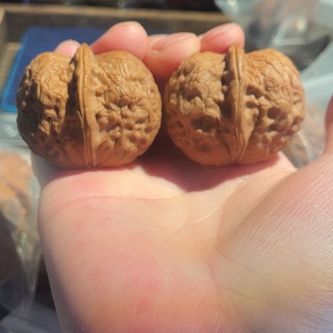 把件文玩核桃天启元宝带彩42