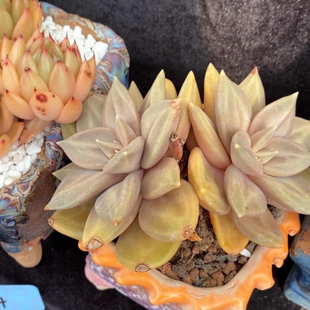 惜春多肉植物盆栽