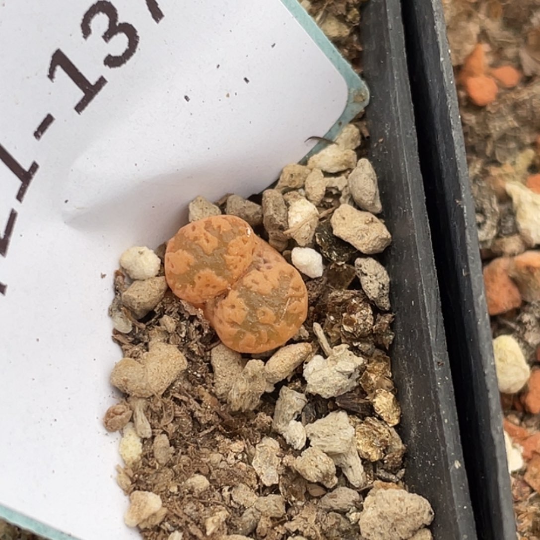 21-137勋章多肉植物