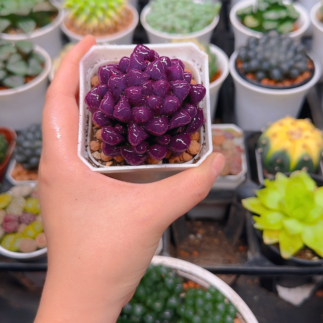 紫宝石冰灯玉露，原盆