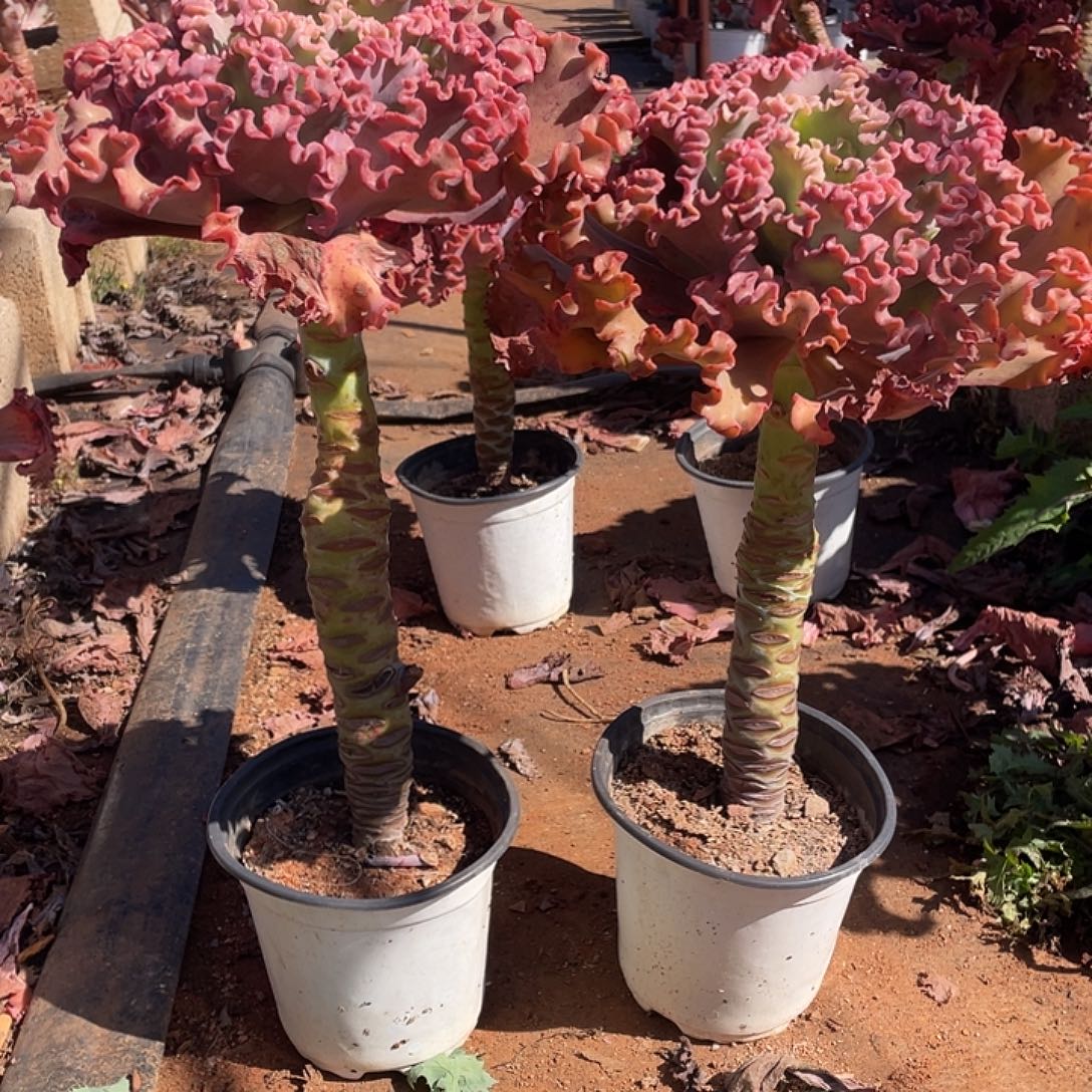 小***子93号包菜系列多肉植物2棵