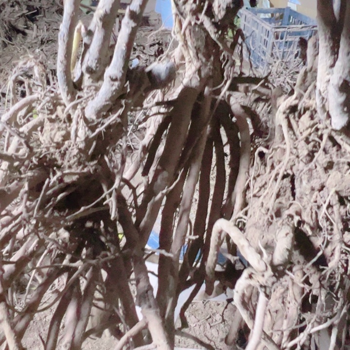 当前无花栽培后可以开花豆绿，赵粉，芳红