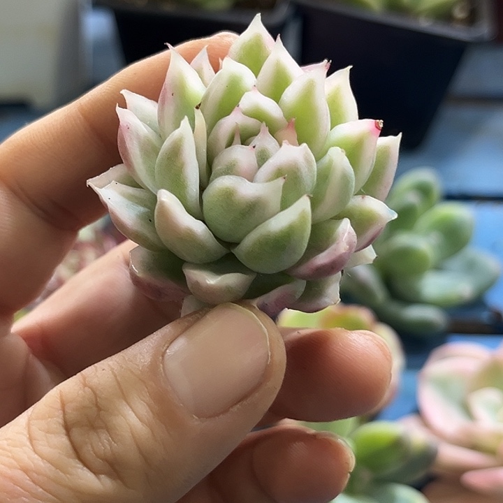 235白水晶锦炸多肉植物