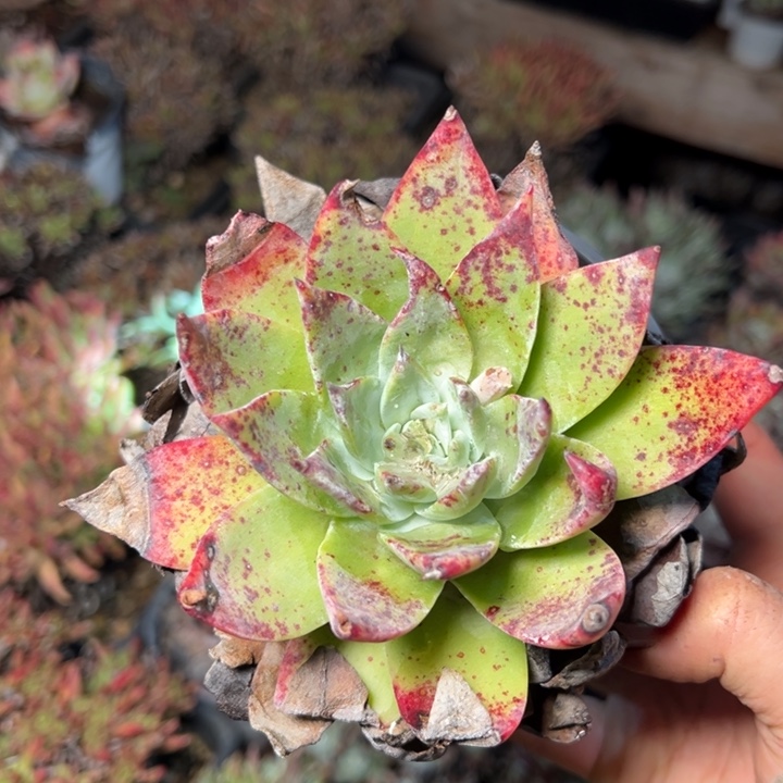 606哈哈哈哈哈哈哈哈哈哈