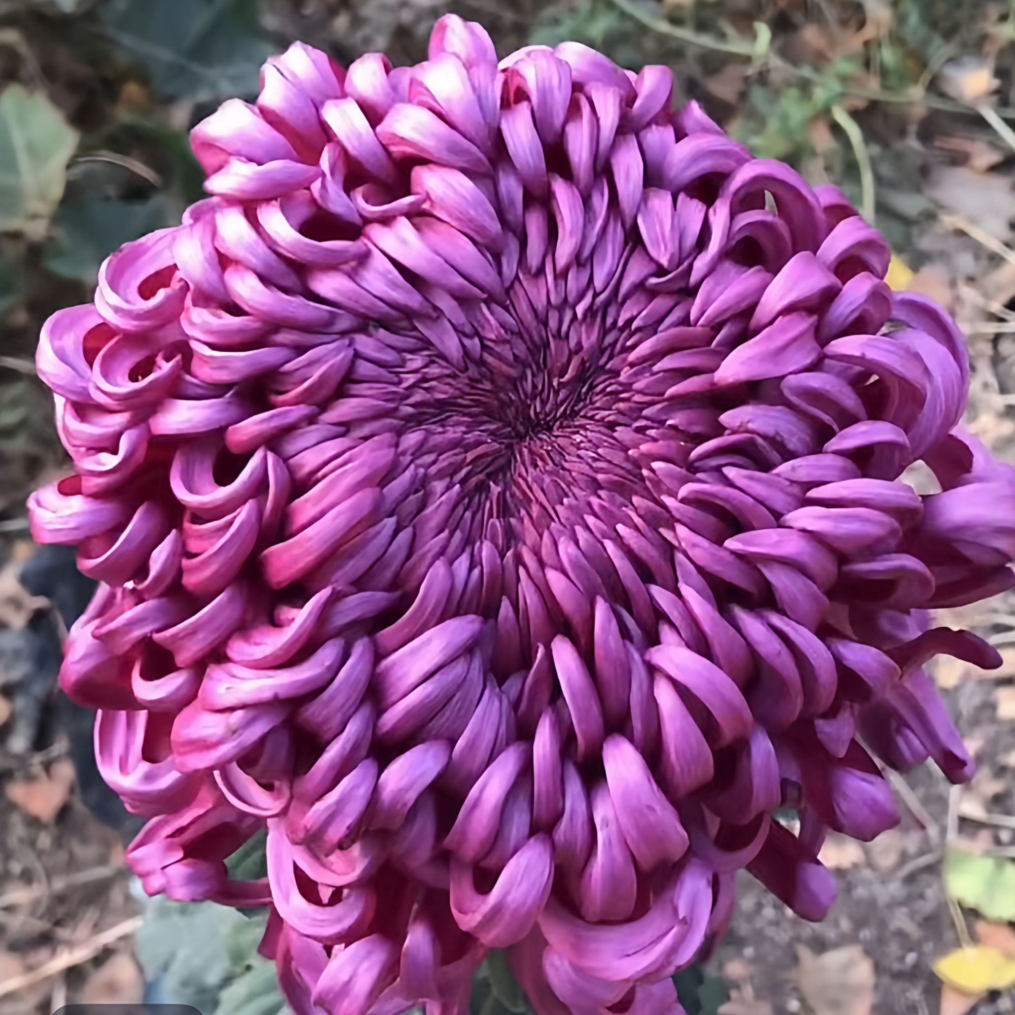 【 紫国华】大花传统菊大花富贵菊花盆栽九月菊耐寒 开花漂亮