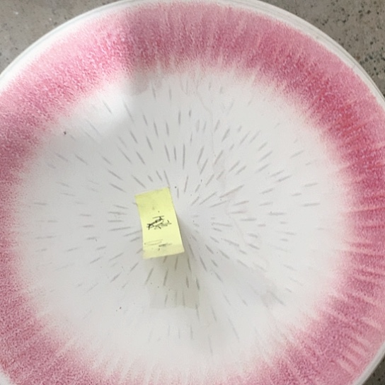 摆件陶瓷艺术作品