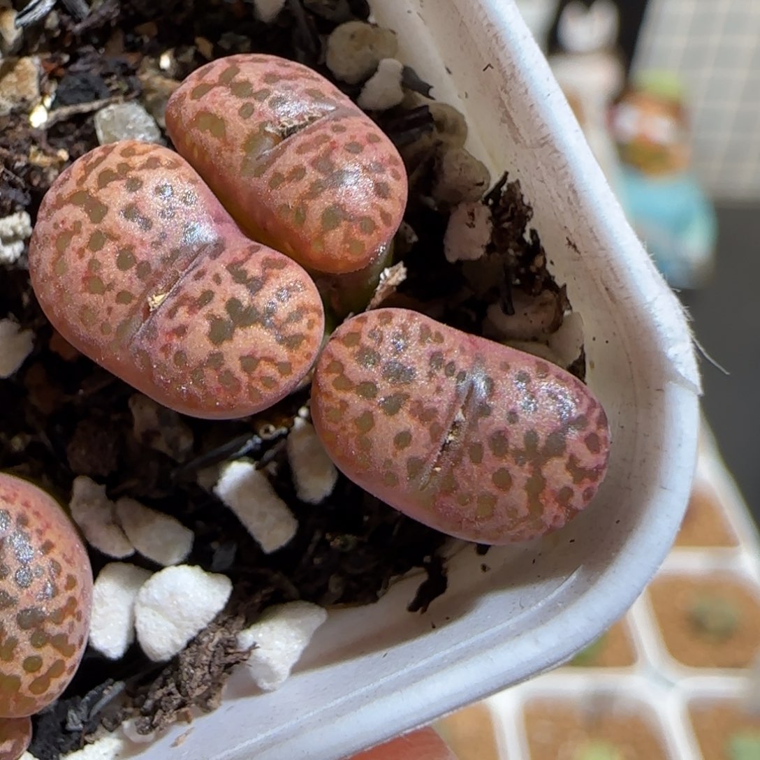 肉锥多肉植物组合-勋章1062