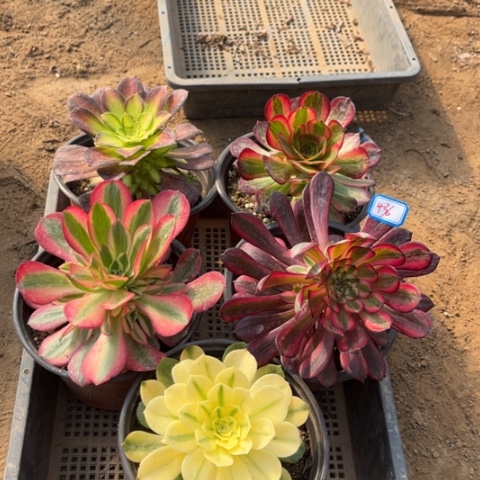 436多肉植物组合