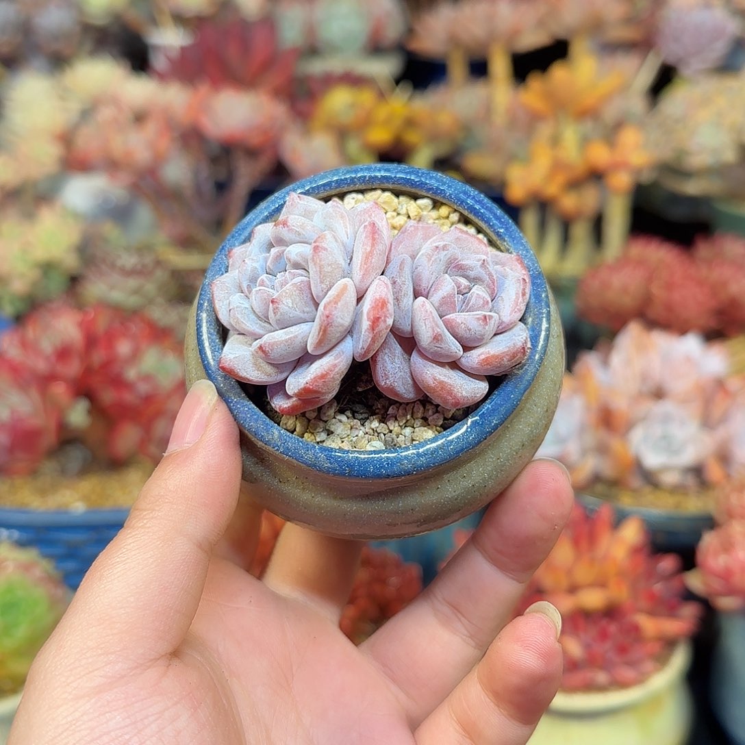 星影6cm左右带盆土