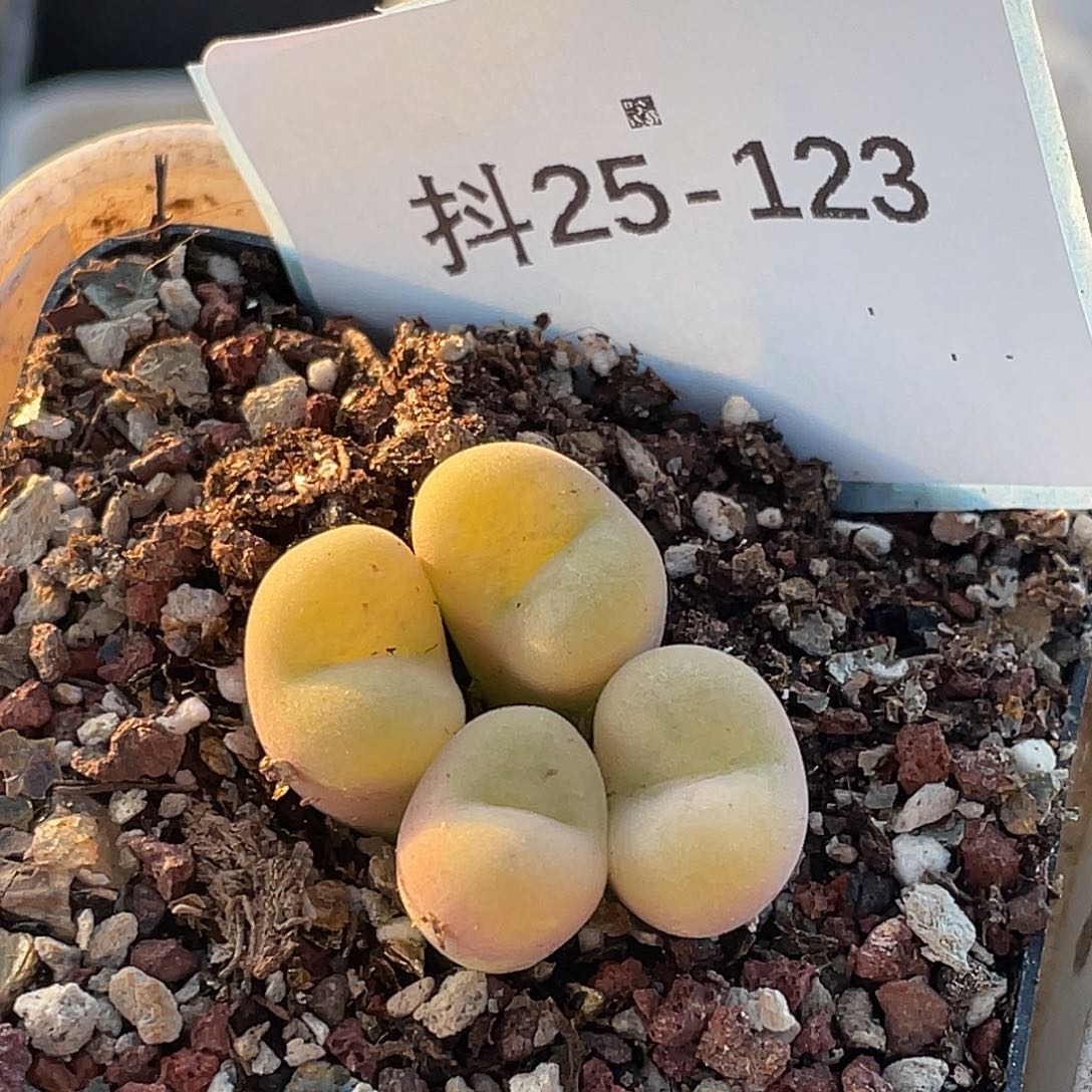 25-123空卡佛多肉植物