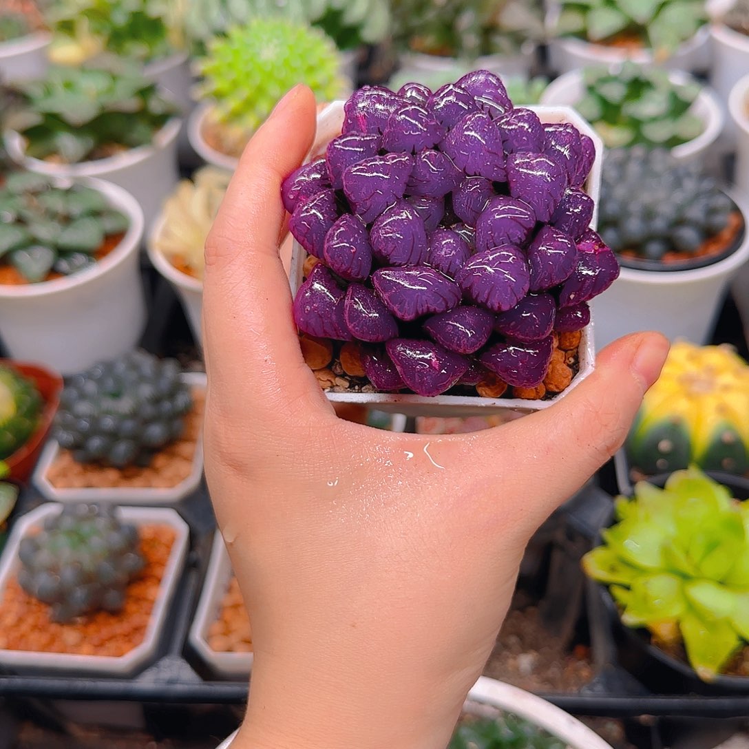 紫宝石冰灯玉露多肉红，原盆原土，人工上色