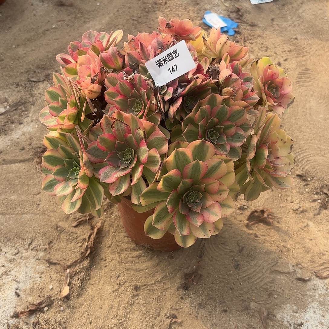 雨荷多肉植物手捧147