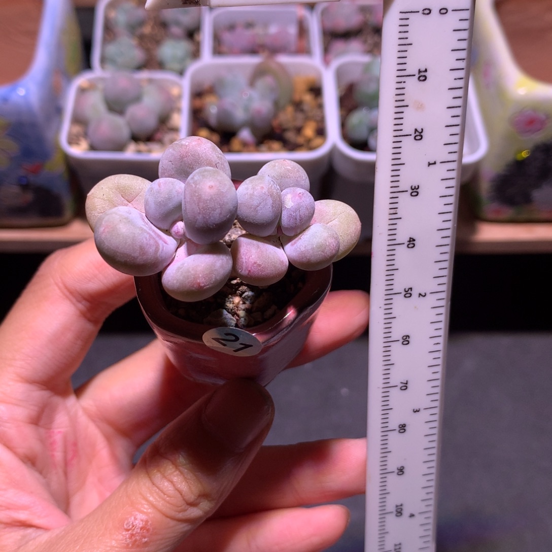 大叶奶酪带盆发货的