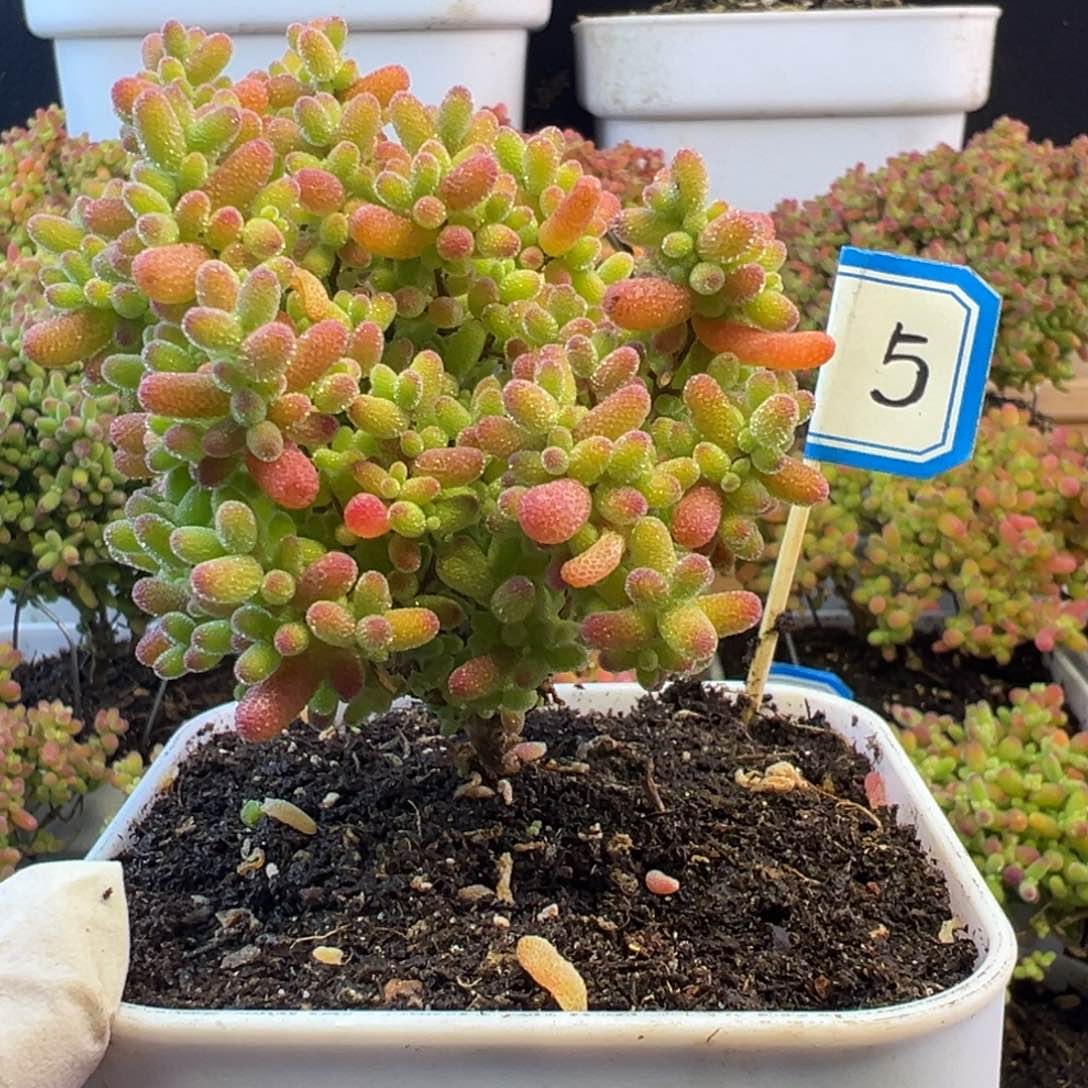 5号小树型蜜橘糖球小可爱