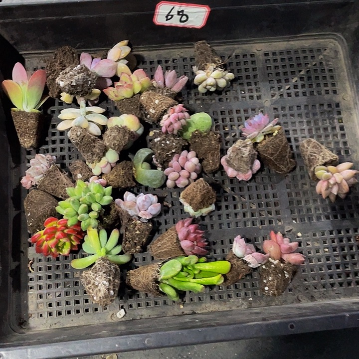 梨***橙68号筐带土发货一堆