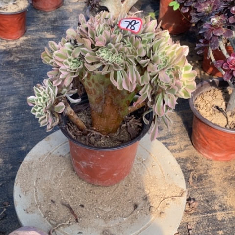 粉女巫缀一物一拍