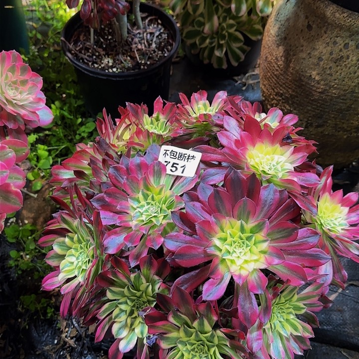751多肉法师锦1111