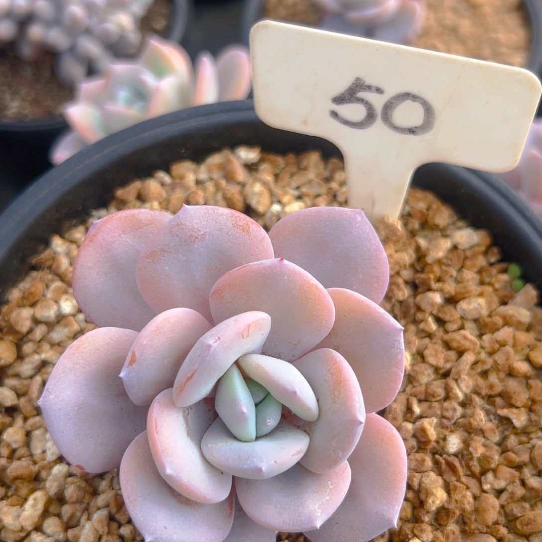 奶茶50号一物一拍