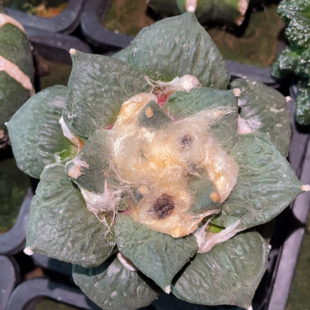 菜花杂怒 仙人球开花