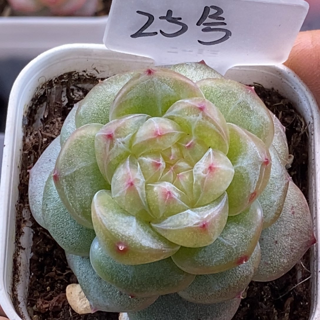 天官赐福百无禁忌