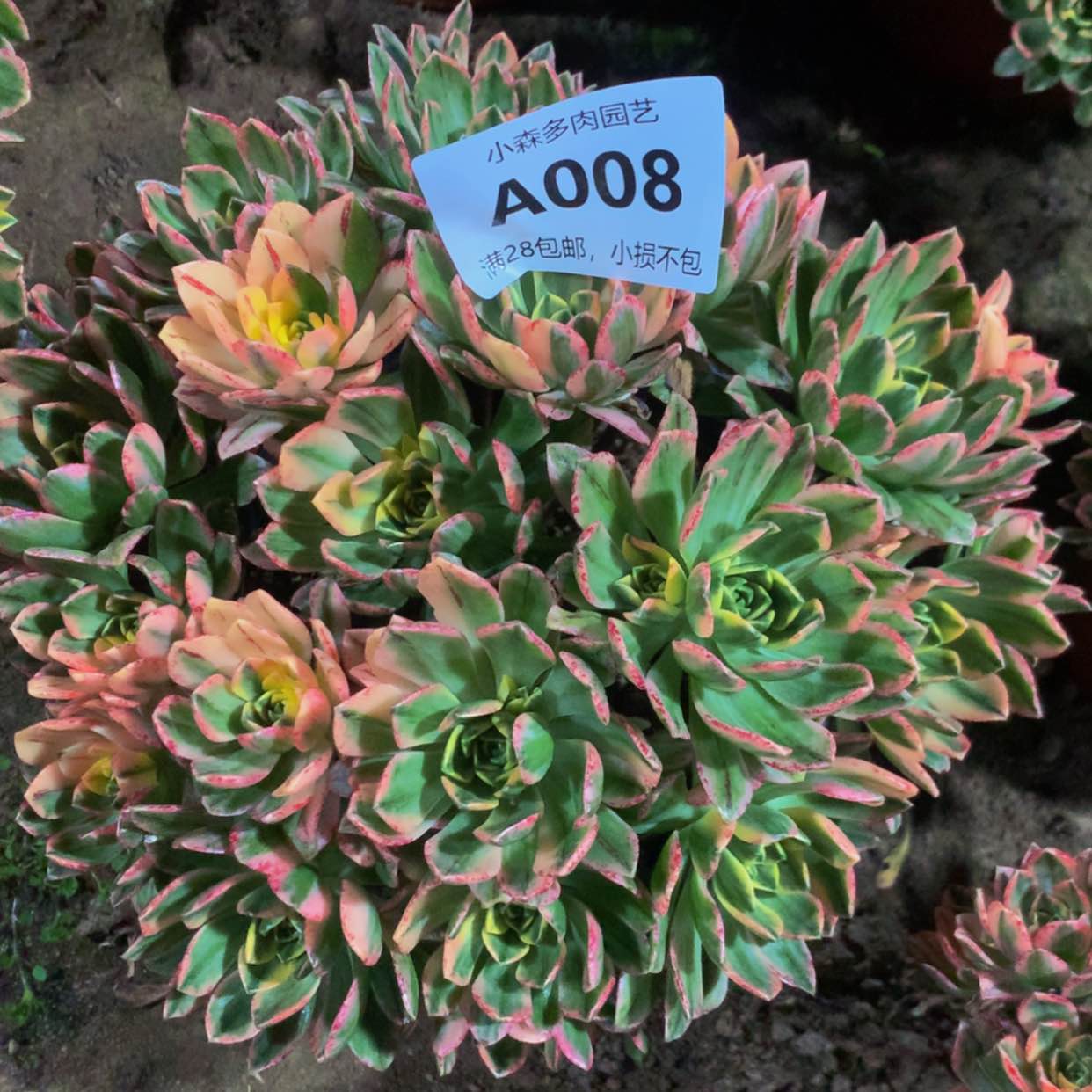 【闪购商品】一***f08甜茶多肉
