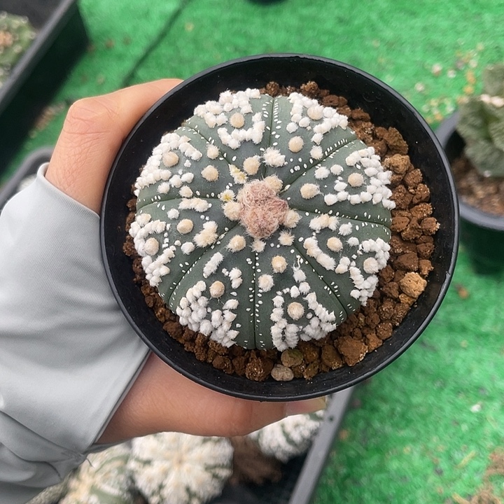 花园兜6.3公分福利特价