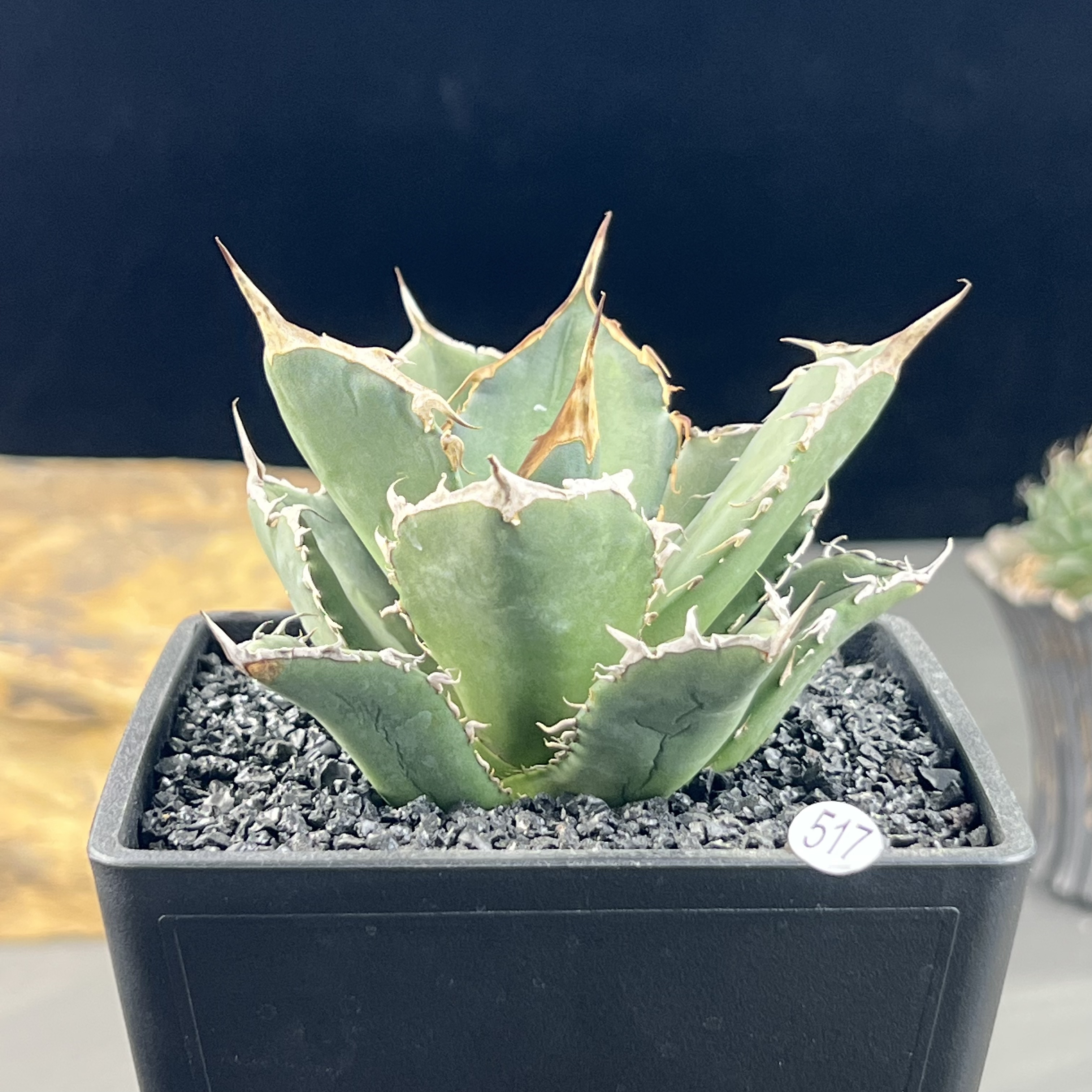 龙舌兰仁王冠橙火焰一物一拍带盆发一套