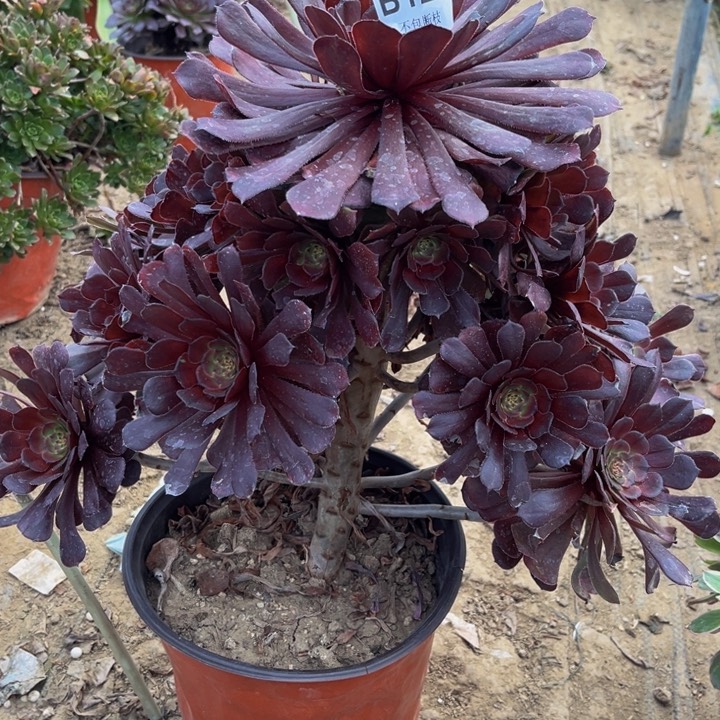 127黑萝莉多肉法师不包断枝