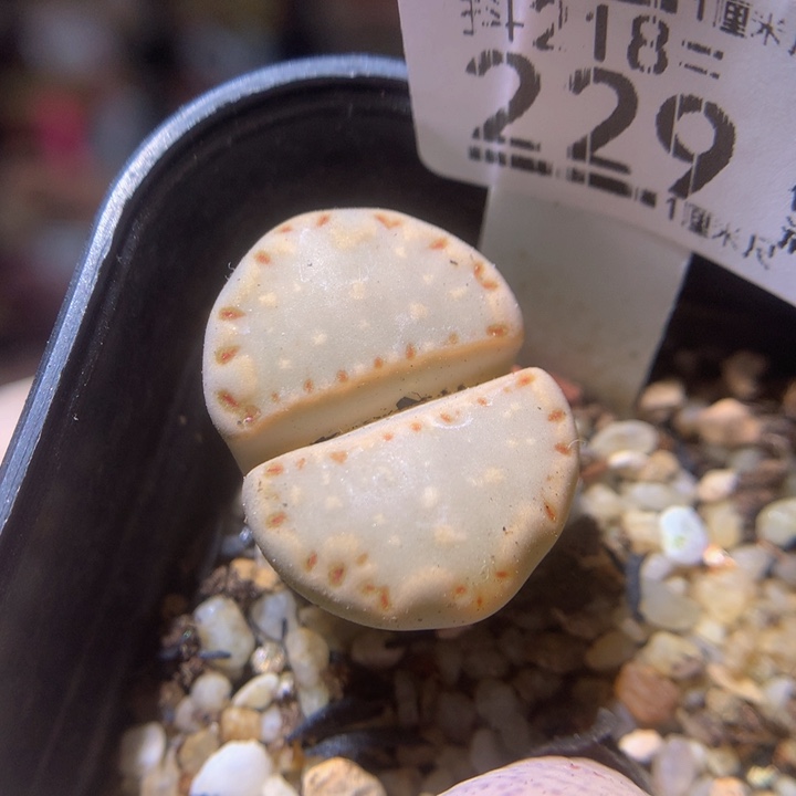 精品生石花218.229