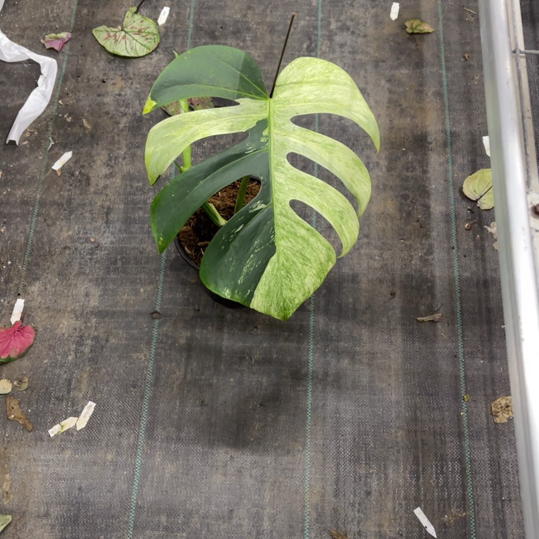 八***月无花朵           258薄荷不包售后