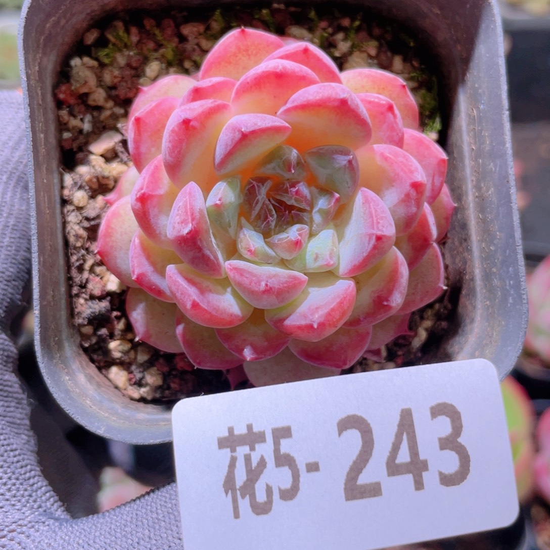 花利美 5-243果汁